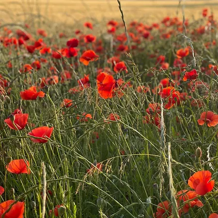 펜션 Hof Himmelgruen